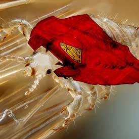 Super lice with a cape on